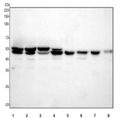 Western blot testing of 1) human PC-3, 2) human A549, 3) human MCF7, 4) human HepG2, 5) rat testis, 6) rat liver, 7) mouse testis and 8) mouse liver tissue lysate with MLKL antibody. Predicted molecular weight ~54 kDa.