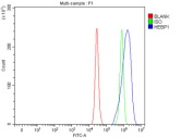 Flow cytometry testing of fixed and permeabilized human A549 cells with HEBP1 antibody at 1ug/million cells (blocked with goat sera); Red=cells alone, Green=isotype control, Blue= HEBP1 antibody.