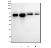 Western blot testing of human 1) Daudi, 2) Ramos, 3) Jurkat and 4) MOLT4 cell lysate with SLAMF6 antibody. Predicted molecular weight ~37 kDa but may be observed at higher molecular weights due to glycosylation.