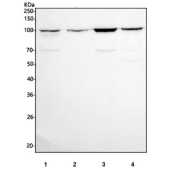 Western blot testing of human 1) K562, 2) SH-SY5Y, 3) SiHa and 4) A431 cell lysate with INTU antibody. Predicted molecular weight ~106 kDa.