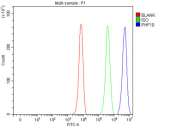 Flow cytometry testing of fixed and permeabilized human K562 cells with PHF10 antibody at 1ug/million cells (blocked with goat sera); Red=cells alone, Green=isotype control, Blue= PHF10 antibody.