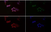 Immunofluorescent staining of FFPE human HeLa cells with Phospho-HSF1 antibody (green), Phalloidin (red) and DAPI nuclear stain (blue). HIER: steam section in pH6 citrate buffer for 20 min.
