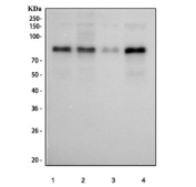 Western blot testing of human 1) HeLa, 2) K562, 3) HepG2 and 4) MCF7 cell lysate with Phospho-HSF1 antibody.