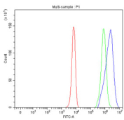 Flow cytometry testing of fixed and permeabilized human K562 cells with STIM1 antibody at 1ug/million cells (blocked with goat sera); Red=cells alone, Green=isotype control, Blue= STIM1 antibody.