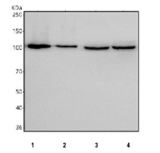 Western blot testing of human 1) A431, 2) HaCaT, 3) SiHa and 4) PC-3 cell lysate with MIB2 antibody. Predicted molecular weight ~110 kDa.
