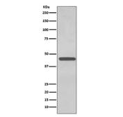 Western blot testing of human K562 cell lysate with TARDBP antibody. Predicted molecular weight ~45 kDa, commonly observed at 43-45 kDa.