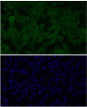 Immunofluorescent staining of FFPE human HeLa cells with Alpha-Synuclein antibody (green) and DAPI nuclear stain (blue). HIER: steam section in pH6 citrate buffer for 20 min.