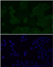 Immunofluorescent staining of FFPE human HeLa cells with Alpha-Synuclein antibody (green) and DAPI nuclear stain (blue). HIER: steam section in pH6 citrate buffer for 20 min.