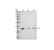 Western blot testing of human 1) HEL, 2) RT4 and 3) HeLa cell lysate with Alpha-Synuclein antibody. Predicted molecular weight ~15 kDa.