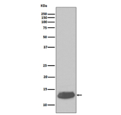 Western blot testing of human cerebellum tissue lysate with PVALB antibody. Predicted molecular weight ~12 kDa.