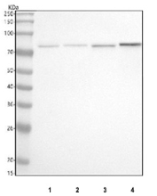 Western blot testing of 1) human RT4, 2) rat brain, 3) rat lung and 4) mouse lung tissue lysate with PRKCH antibody. Predicted molecular weight ~78 kDa.