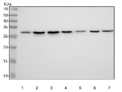 Western blot testing of 1) human A431, 2) human RT4, 3) human A549, 4) human Caco-2, 5) rat brain, 6) rat C6 and 7) mouse brain tissue lysate with CHMP2B antibody. Predicted molecular weight ~24 kDa.