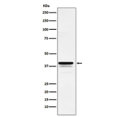 Western blot testing of human HeLa cell lysate with FOXF1 antibody. Predicted molecular weight ~40 kDa.