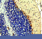 IHC staining of FFPE mouse cerebellum tissue with RAPGEF4 antibody, HRP-secondary and DAB substrate. HIER: boil tissue sections in pH8 EDTA for 20 min and allow to cool before testing.