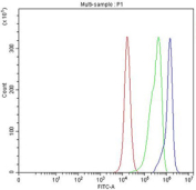 Flow cytometry testing of fixed and permeabilized human PC-3 cells with SMC4 antibody at 1ug/million cells (blocked with goat sera); Red=cells alone, Green=isotype control, Blue= SMC4 antibody.