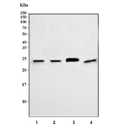 Western blot testing of human 1) A375, 2) K562, 3) HL60 and 4) MCF7 cell lysate with GAR1 antibody. Expected molecular weight ~25 kDa.