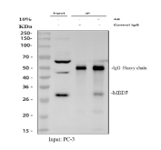 Immunoprecipitation of MED7 protein from 500ug of human PC-3 whole cell lysate with 2ug of MED7 antibody.