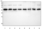 Western blot testing of 1) human PC-3, 2) human Caco-2, 3) human A549, 4) human HeLa, 5) rat C6, 6) rat PC-12, 7) mouse RAW264.7 and 8) mouse NIH 3T3 cell lysate with MED7 antibody. Expected molecular weight ~25 kDa.