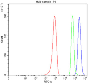 Flow cytometry testing of fixed and permeabilized human 293T cells with SRP14 antibody at 1ug/million cells (blocked with goat sera); Red=cells alone, Green=isotype control, Blue= SRP14 antibody.