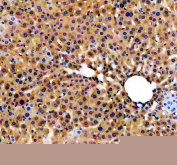 IHC staining of FFPE mouse liver tissue with Apolipoprotein H antibody, HRP-secondary and DAB substrate. HIER: boil tissue sections in pH8 EDTA for 20 min and allow to cool before testing.