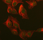 Immunofluorescent staining of FFPE human U-2 OS cells with UCHL3 antibody (green) and Alpha Tubulin mAb (red). HIER: steam section in pH6 citrate buffer for 20 min.