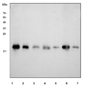 Western blot testing of 1) human HepG2, 2) human MCF7, 3) human RT4, 4) monkey COS7, 5) rat kidney, 6) mouse testis and 7) mouse kidney tissue lysate with GPX4 antibody. Predicted molecular weight ~22 kDa.