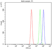Flow cytometry testing of fixed and permeabilized human ThP-1 cells with GPX4 antibody at 1ug/million cells (blocked with goat sera); Red=cells alone, Green=isotype control, Blue= GPX4 antibody.