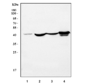 Western blot testing of 1) human HepG2, 2) rat liver, 3) rat kidney and 4) mouse liver tissue lysate with HPD antibody. Predicted molecular weight ~45 kDa.