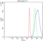 Flow cytometry testing of fixed and permeabilized human HepG2 cells with HPD antibody at 1ug/million cells (blocked with goat sera); Red=cells alone, Green=isotype control, Blue= HPD antibody.