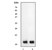 Western blot testing of 1) human HepG2 and 2) human PC-3 cell lysate with GLRX antibody. Predicted molecular weight ~12 kDa.