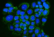 Immunofluorescent staining of FFPE human A431 cells with GLRX antibody (green) and DAPI nuclear stain (blue). HIER: steam section in pH6 citrate buffer for 20 min.