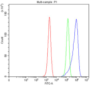 Flow cytometry testing of fixed and permeabilized mouse EL4 cells with Hephaestin antibody at 1ug/million cells (blocked with goat sera); Red=cells alone, Green=isotype control, Blue= Hephaestin antibody.