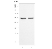 Western blot testing of 1) rat brain and 2) mouse brain tissue lysate with SPRED2 antibody. Predicted molecular weight: 47-48 kDa (two isoforms).
