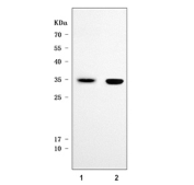 Western blot testing of 1) rat skeletal muscle and 2) mouse skeletal muscle tissue lysate with SPAG7 antibody. Predicted molecular weight ~26 kDa but is commonly observed at 26-31 kDa.