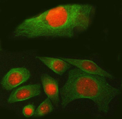Immunofluorescent staining of FFPE human SiHa cells with SPAG7 antibody (red) and Alpha Tubulin mAb (green). HIER: steam section in pH6 citrate buffer for 20 min.