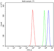 Flow cytometry testing of fixed and permeabilized human PC-3 cells with SPAG7 antibody at 1ug/million cells (blocked with goat sera); Red=cells alone, Green=isotype control, Blue= SPAG7 antibody.
