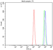 Flow cytometry testing of fixed and permeabilized human HCT-116 cells with SPAG7 antibody at 1ug/million cells (blocked with goat sera); Red=cells alone, Green=isotype control, Blue= SPAG7 antibody.