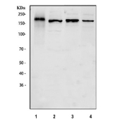Western blot testing of 1) rat spleen, 2) rat PC-12, 3) mouse thymus and 4) mouse RAW264.7 cell lysate with Cd163 antibody. Predicted molecular weight ~130 kDa but may be observed at higher molecular weights due to glycosylation.