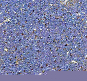 IHC staining of FFPE rat thymus tissue with Cd163 antibody, HRP-secondary and DAB substrate. HIER: boil tissue sections in pH8 EDTA for 20 min and allow to cool before testing.