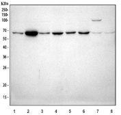Western blot testing of 1) human U-87 MG, 2) human U-2 OS, 3) human A549, 4) human K562, 5) human 293T, 6) human HeLa, 7) rat brain and 8) mouse brain tissue lysate with Cd163 antibody. Predicted molecular weight ~61 kDa.