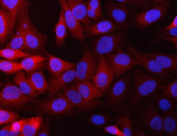 Immunofluorescent staining of FFPE human HeLa cells with NQO1 antibody (red) and DAPI nuclear stain (blue).