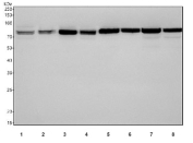Western blot testing of 1) human HeLa, 2) human 293T, 3) human A549, 4) human HepG2, 5) rat kidney, 6) rat liver, 7) mouse kidney and 8) mouse liver tissue lysate with NDUFS1 antibody. Predicted molecular weight: 68-81 kDa (multiple isoforms).