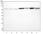 Western blot testing of 1) human 293T, 2) human A549, 3) human HepG2, 4) rat kidney, 5) rat liver, 6) mouse kidney and 7) mouse liver tissue lysate with NDUFS1 antibody. Predicted molecular weight: 68-81 kDa (multiple isoforms).