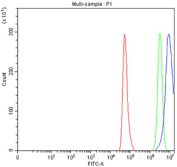 Flow cytometry testing of fixed and permeabilized human HeLa cells with PSMA5 antibody at 1ug/million cells (blocked with goat sera); Red=cells alone, Green=isotype control, Blue= PSMA5 antibody.