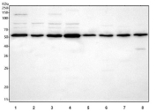 Western blot testing of 1) human A549, 2) human Jurkat, 3) human HeLa 4) human MCF7, 5) rat brain, 6) rat lung, 7) mouse brain and 8) mouse lung tissue lysate with PSMC1 antibody. Predicted molecular weight ~49 kDa.