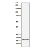 Western blot testing of lysate from mouse RAW264.7 cells treated with Lipopolysaccharide (LPS), with Interleukin 1 beta antibody. The mature form is detected at ~17 kDa.