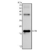 Western blot testing of recombinant rat IL1 beta partial protein with Interleukin 1 beta antibody.