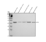 Western blot analysis of Actin-related protein 2 protein using Zebrafish Actin-related protein 2 antibody and 1) zebrafish head 2) female zebrafish viscera, 3) male zebrafish viscera, 4) whole zebrafish 5) zebrafish embryo tissue lysate. Expected molecular weight ~45 kDa.
