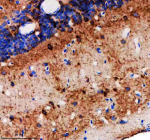 Immunohistochemical analysis of Nedd8/8L protein using Nedd8 antibody and paraffin-embedded zebrafish brain tissue. HIER: boil tissue sections in pH8 EDTA for 20 min and allow to cool before testing.