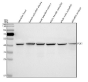 Western blot analysis of Pgk1 protein using Zebrafish Pgk1 antibody and zebrafish head tissue lysate. Predicted molecular weight ~44 kDa.